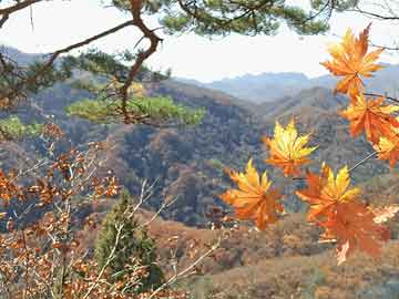 豆域祛痘加盟的条件,实地方案验证策略_3D49.53.36