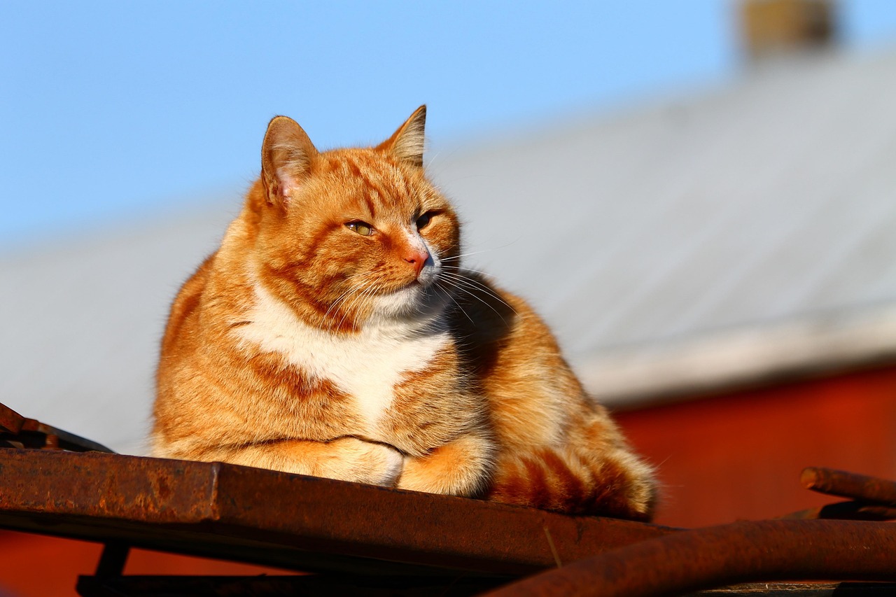 狸花猫把橘猫踢成直立形态，狸花猫与橘猫的激烈对决，瞬间变身直立姿态的橘猫挑战